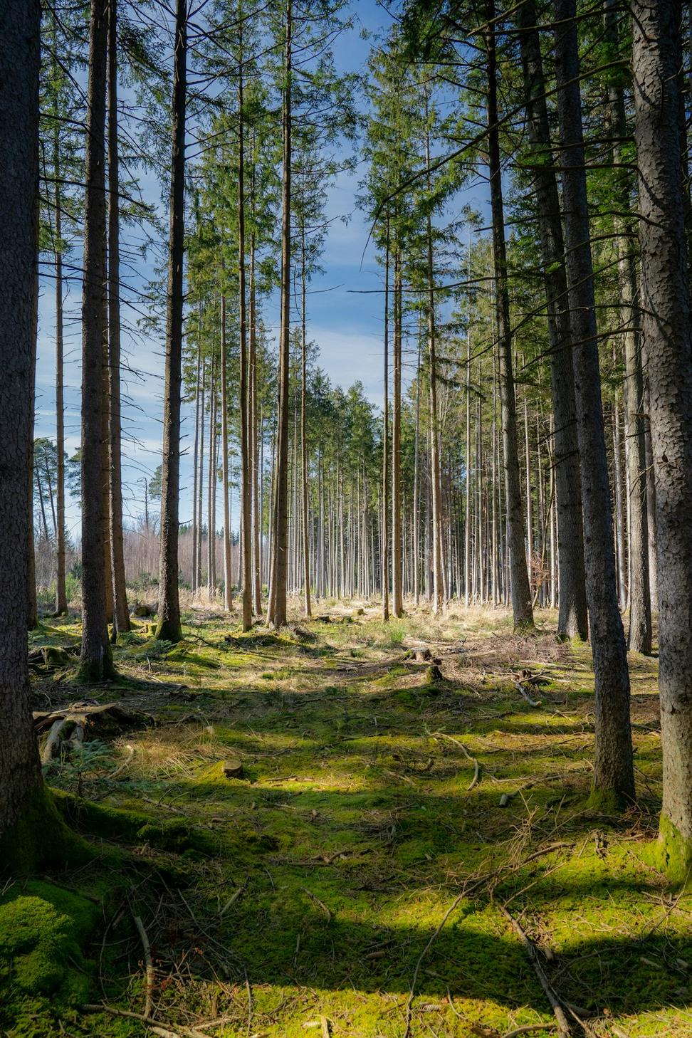 Sustainable Forestry