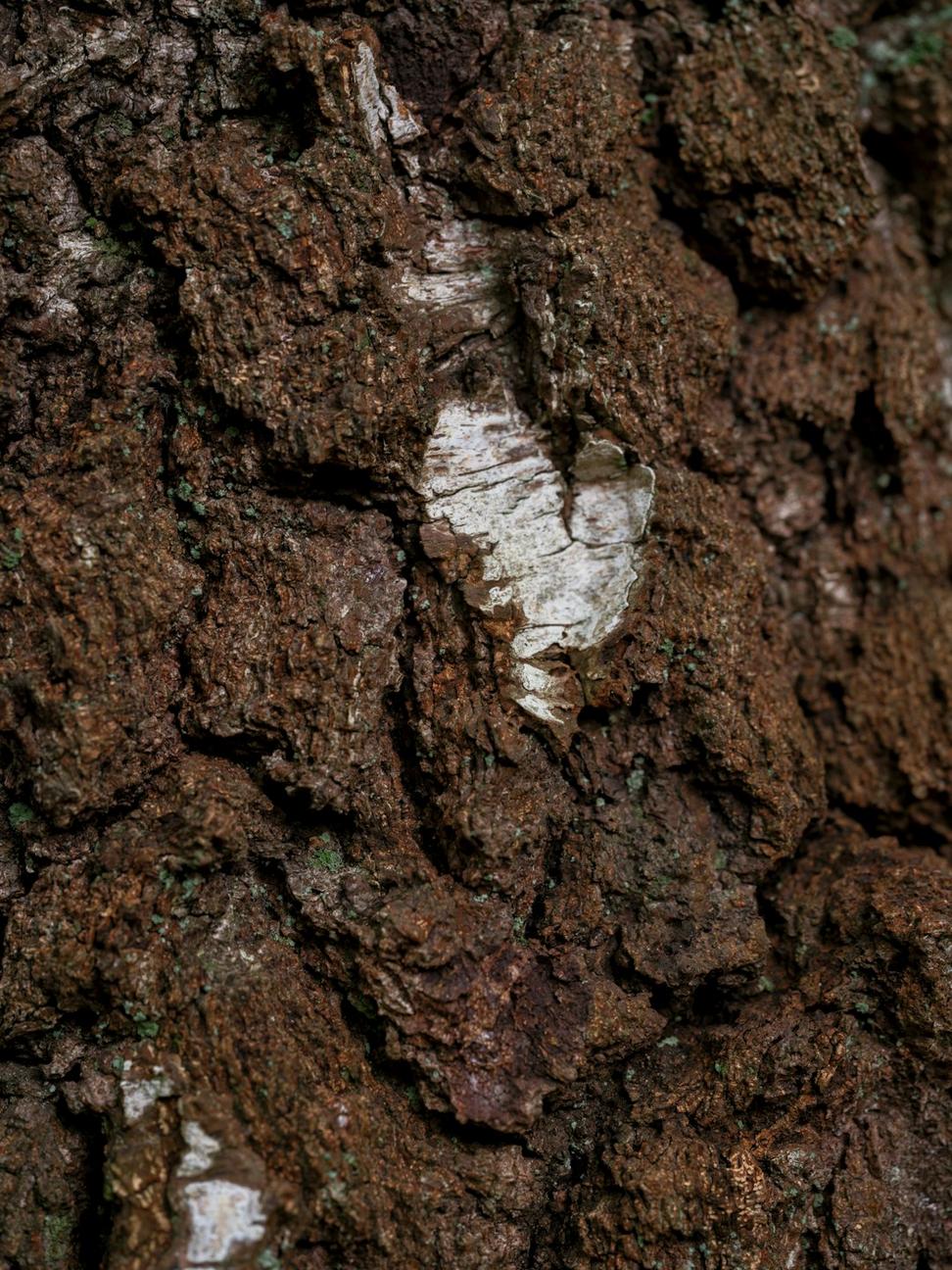 Natural wood texture